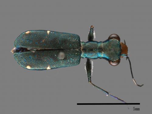 Cylindera sauteri[邵氏虎甲蟲][00080991]