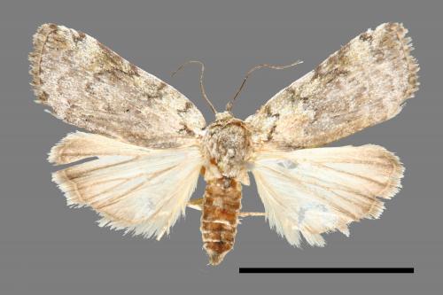<已分類>Family：Noctuidae[夜蛾科][00004066]