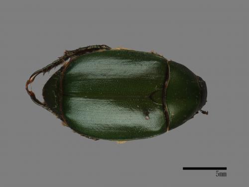 Anomala albopilosa trachypyga[小青銅金龜][00084260]