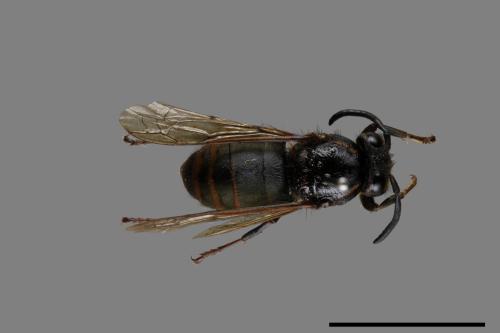 Vespula flaviceps[細黃胡蜂][00073180]