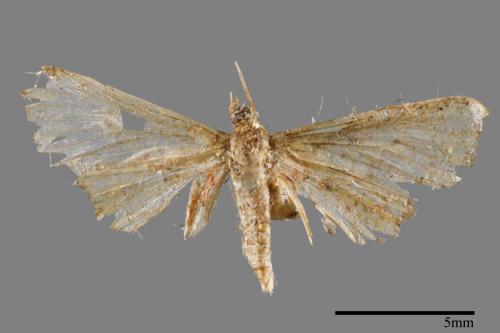 <已分類>Family：Crambidae[草螟科][00064635]