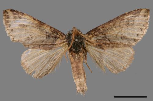 Neodrymonia seriatopunctata[黃肩舟蛾][00055498]