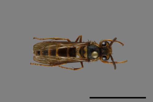 Vespula arisana[阿里山黃胡蜂][00072858]