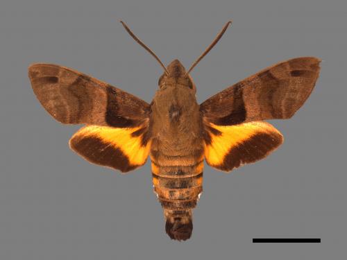 Macroglossum sitiene[膝帶長喙天蛾][00016937]