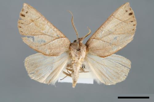 <已分類>Family：Noctuidae[夜蛾科][00006995]