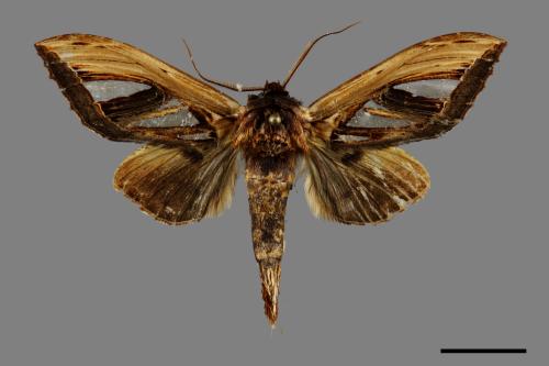 Tarsolepis taiwana[臺灣銀斑舟蛾][00091287]