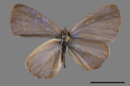 Celastrina lavendularis himilcon[埔里琉璃小灰蝶][00015435]