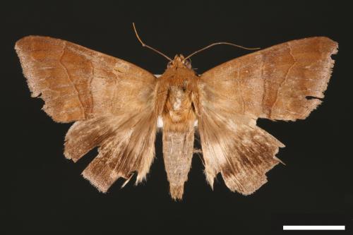 Dysgonia amygdalis[00032787]