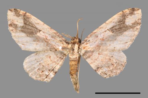 Ziridava kanshireiensis[扳手波尺蛾][00051288]