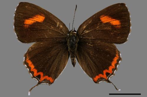 Heliophorus ila matsumurae[紅邊黃小灰蝶][00015373]