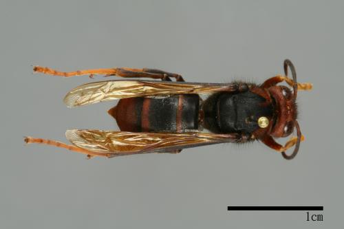 Vespa velutina[黃腳虎頭蜂][00097284]