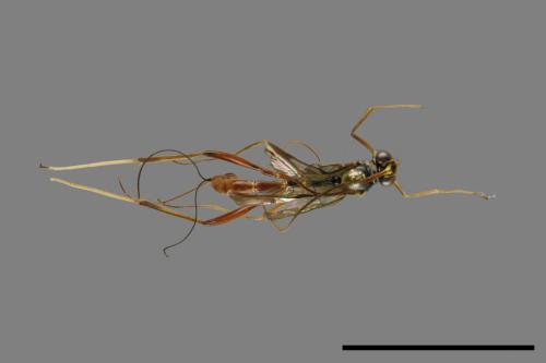 <已分類>Family：Ichneumonidae[姬蜂科][00094416]