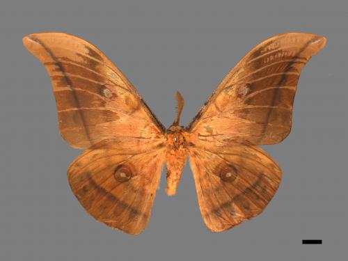 Antheraea yamamai superba[大透目天蠶蛾][00016082]