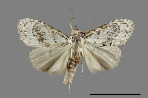 <已分類>Family：Noctuidae[夜蛾科][00069922]