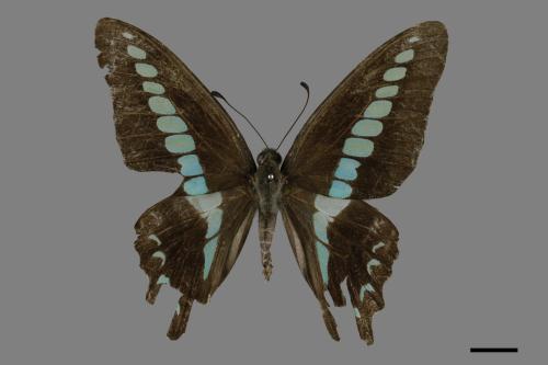 Graphium sarpedon connectens[青帶鳳蝶][00093839]