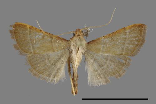 <已分類>Family：Crambidae[草螟科][00092933]