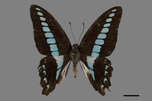 Graphium sarpedon connectens[青帶鳳蝶][00093894]