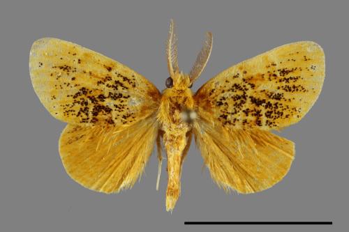 Euproctis striata[紛黃毒蛾][00033853]