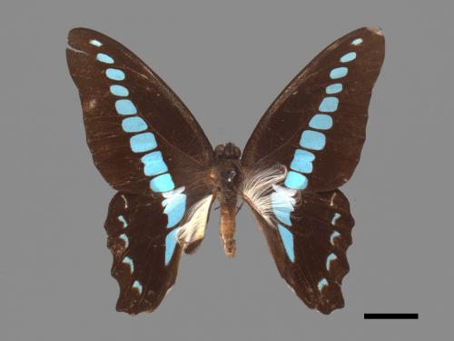 Graphium sarpedon connectens[青帶鳳蝶][00013863]