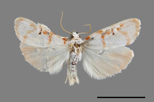Cyana hamata[優雪苔蛾][00071371]