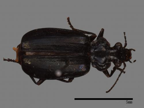 <已分類>Family：Carabidae[步行蟲科][00092649]