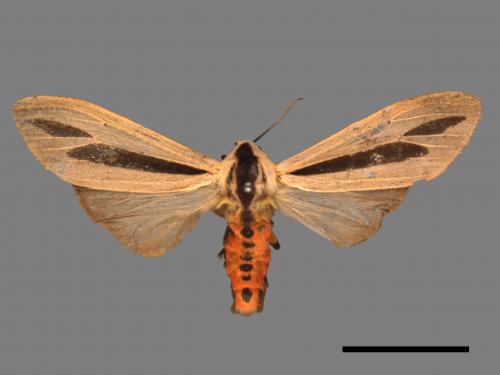 Creatonotos gangis[黑條灰燈蛾][00050566]