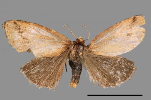 <已分類>Family：Geometridae[尺蠖蛾科][00056059]