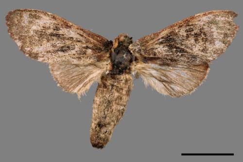 Vaneeckeia pallidifascia centrobrunnea[褐丸舟蛾][00089618]