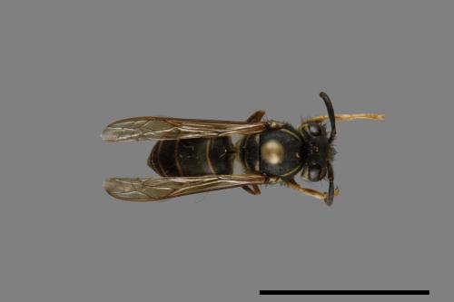 Vespula flaviceps[細黃胡蜂][00072996]