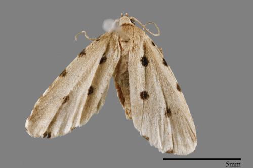 Metaemene atrigutta maculata[麗夜蛾][00009085]