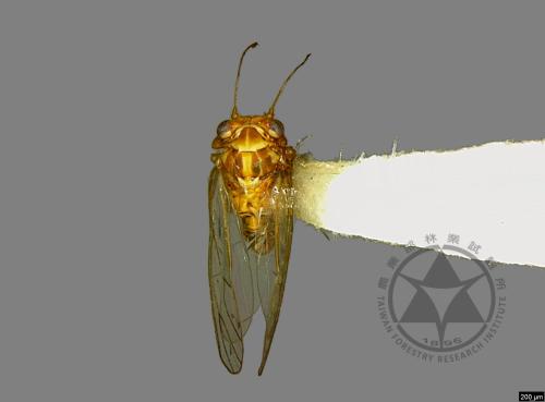 <已分類>Family：Psyllidae[木蝨科][00078170]