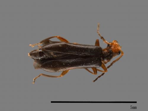 <已分類>Family：Cantharidae[菊虎科][00046673]