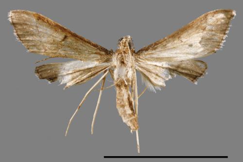 <已分類>Family：Crambidae[草螟科][00065306]