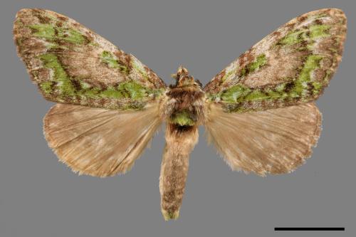 Somera viridifusca viridifusca[瑟舟蛾][00020230]