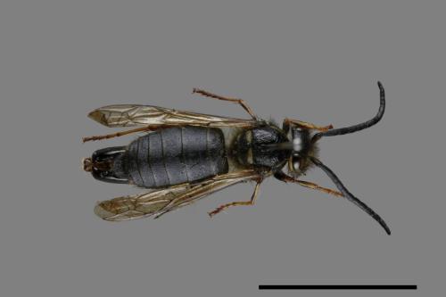 Vespula flaviceps[細黃胡蜂][00072907]