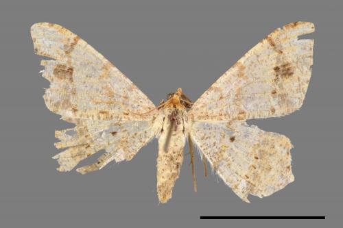 Macaria abydata[雙前斑尾尺蛾][00047099]