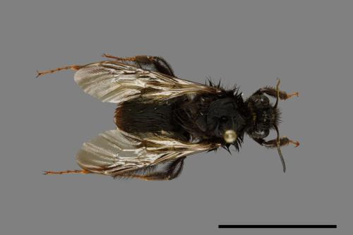 Bombus trifasciatus[威氏熊蜂][00072313]