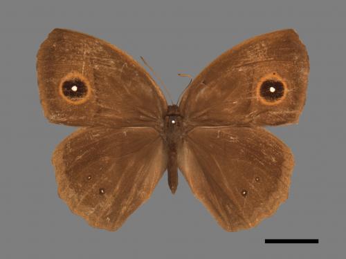 Mycalesis horsfieldi panthaka[剪翅單眼蛇目蝶][00013526]