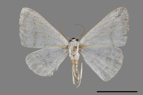 Lomographa platyleucata marginata[鉛灰素尺蛾][00091871]