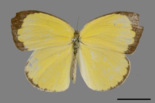 Eurema blanda arsakia[臺灣黃蝶][00015517]