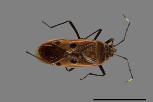 Physopelta quadriguttata[00040726]