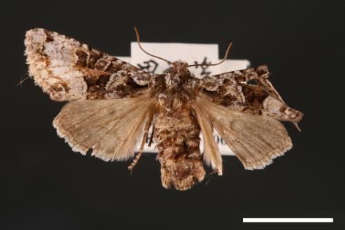 Nyctycia mesomelana formosana[00001667]