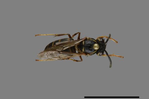 Vespula flaviceps[細黃胡蜂][00073081]