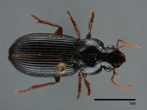 <已分類>Family：Carabidae[步行蟲科][00087644]