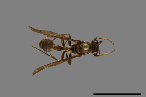 Parapolybia nodosa[叉胸異腹胡蜂][00078734]