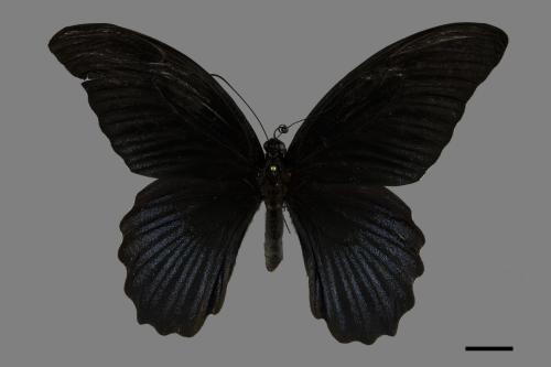 Papilio memnon heronus[大鳳蝶][00094499]