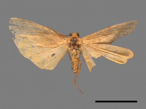 Eilema usuguronis[黃邊土苔蛾][00044590]