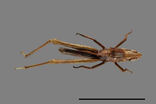 <已分類>Order：Orthoptera[直翅目][00026473]