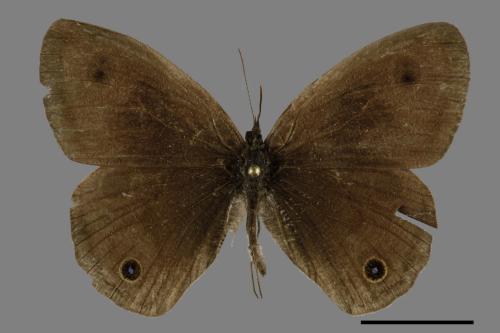 Ypthima multistriata[臺灣波紋蛇目蝶][00094056]