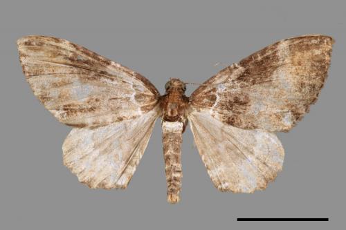 Melanthia catenaria mesozona[小串珠波尺蛾][00058527]